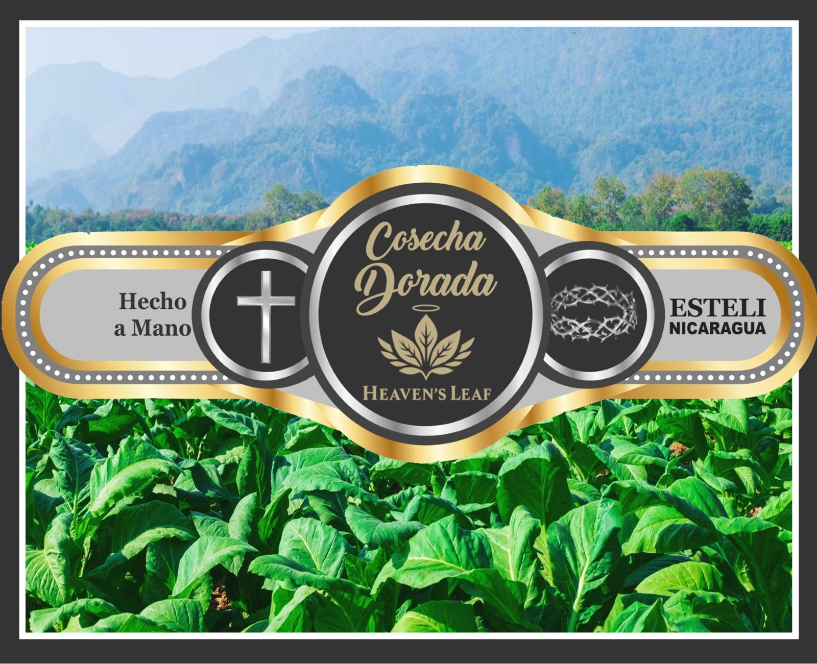 Cosecha Dorada cigar band showcasing premium handcrafted Cuban-seed tobacco from Heaven's Leaf, crafted in Estelí, Nicaragua